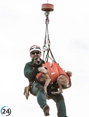 Karla, la perra jubilada de la Guardia Civil, desaparecida en Valladolid, necesita ayuda para ser encontrada.