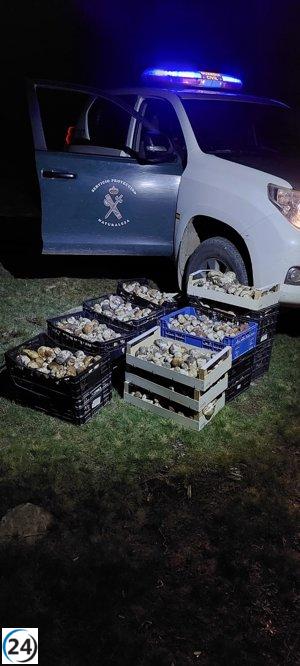 La Guardia Civil decomisa 458 kilos de Boletus Edulis en localidades de Soria.
