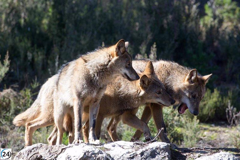 La Junta de Castilla y León pagará 45.000 euros a una ganadera por los perjuicios provocados por los lobos.