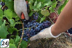 La séptima añada de la DOP Cebreros de Ávila cosecha un impresionante récord de 900.000 kilos de uva