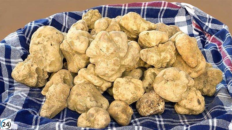Se realizará un estudio para evaluar la viabilidad de cultivar trufa blanca en Palencia.