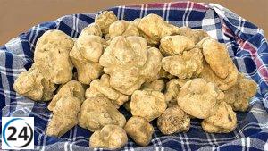 Se realizará un estudio para evaluar la viabilidad de cultivar trufa blanca en Palencia.