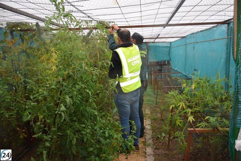 Desarticulado un cultivo de marihuana en un establecimiento de San Esteban de Gormaz (Soria) con dos arrestados