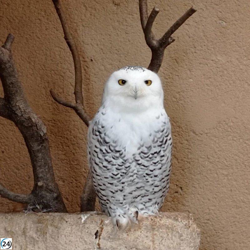El santuario de aves de Fresno alerta sobre incremento de abandonos debido a la legislación de bienestar animal.