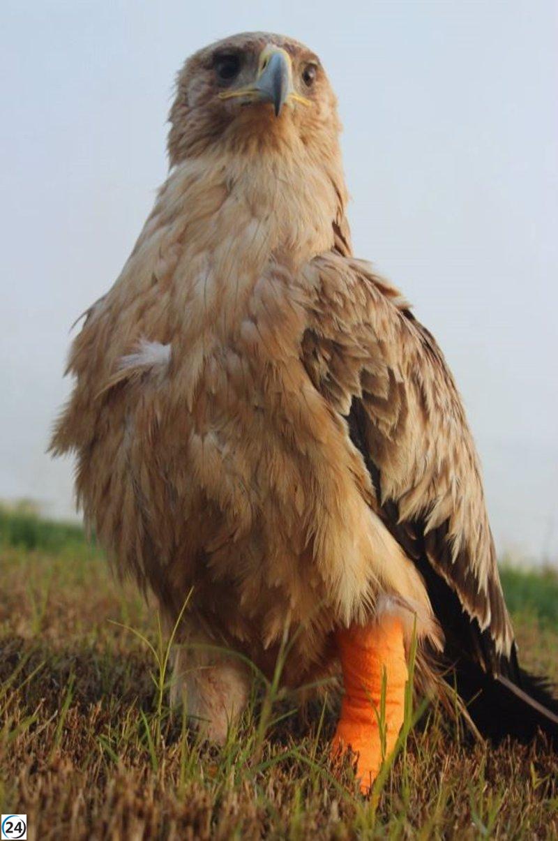 El aumento de la población de águila imperial alcanza un 30% desde 2019