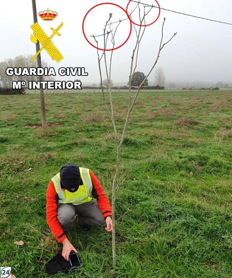 Investigados por usar métodos prohibidos en Las Merindades de Burgos para capturar jilgueros