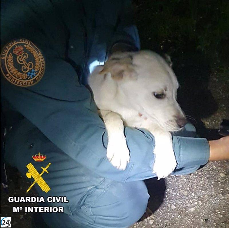 La Guardia Civil salva a una perra atrapada en el río Cadagua, en Villasana de Mena (Burgos)