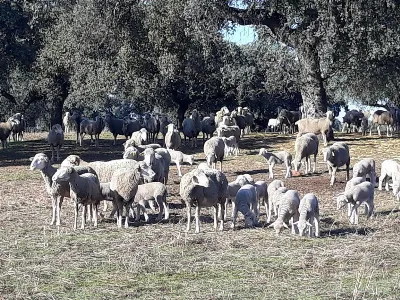 Dehesas, la esencia de la naturaleza y la cultura