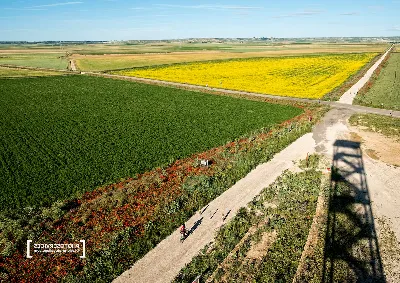 El pinar de los Pueblos de la Tierra de Campos
