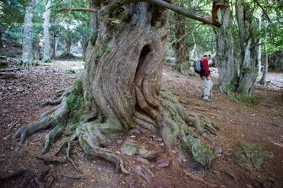 El Bosque de Tejeda, un tesoro en pleno corazón de la Sierra de la Demanda