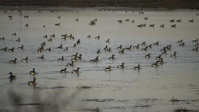 El Parque Natural de las Lagunas de Villafáfila, un paraíso para la observación de aves