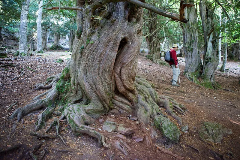 El Bosque de Tejeda, un tesoro en pleno corazón de la Sierra de la Demanda
